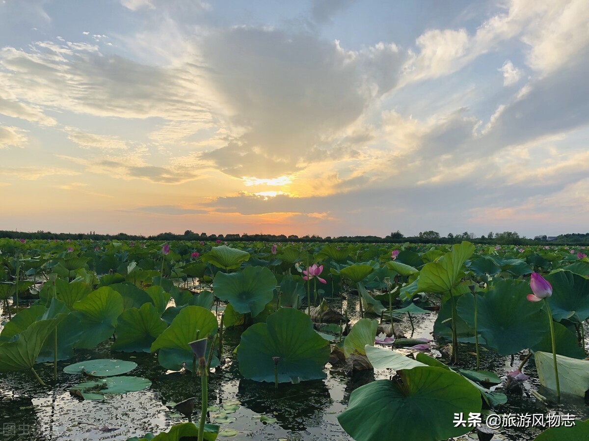 微山湖在哪（微山湖景色）-第4张图片-欧交易所