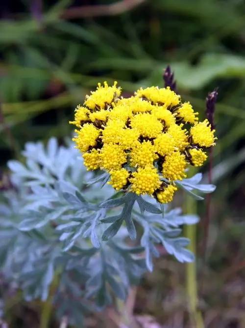 开花时间表（开花时间表24小时）-第88张图片-欧交易所