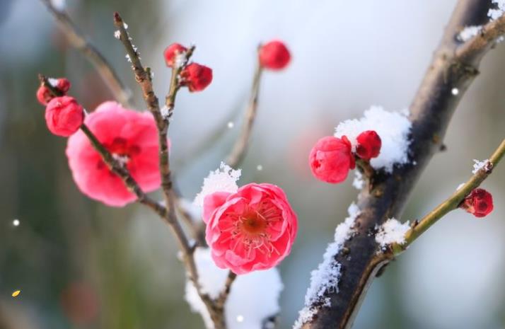 雪梅的古诗（雪梅的古诗带拼音）-第3张图片-尚力财经