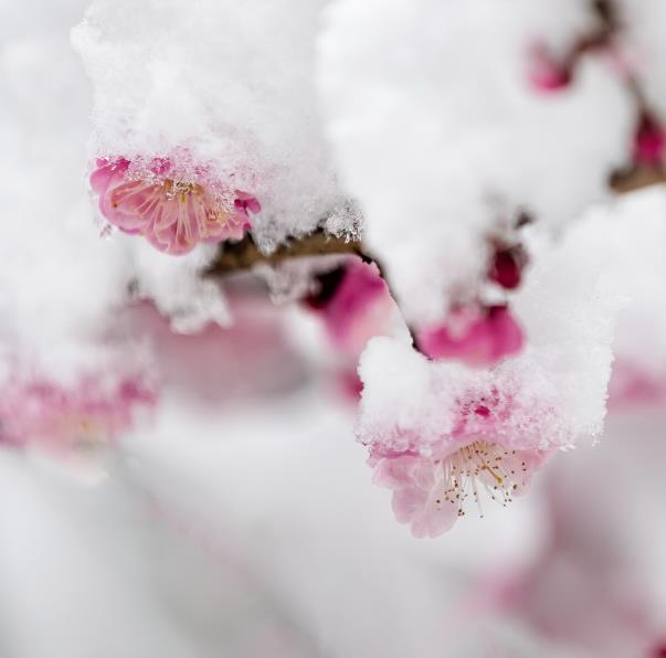 雪梅的古诗（雪梅的古诗带拼音）-第7张图片-尚力财经