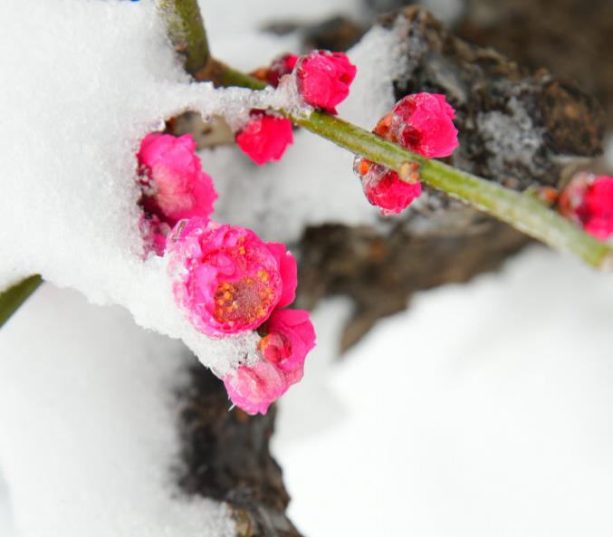 雪梅的古诗（雪梅的古诗带拼音）-第21张图片-尚力财经