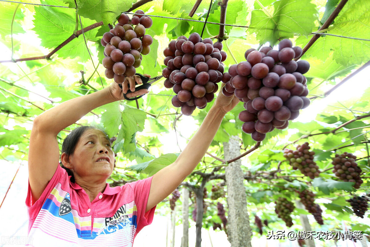 什么苗助长（什么苗助长,第一个字怎么念）-第9张图片-尚力财经