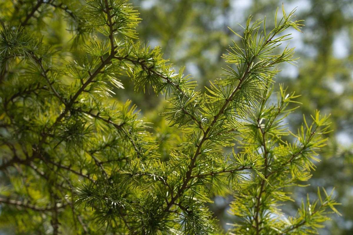 松树的特点（松树的特点和精神）-第5张图片-欧交易所