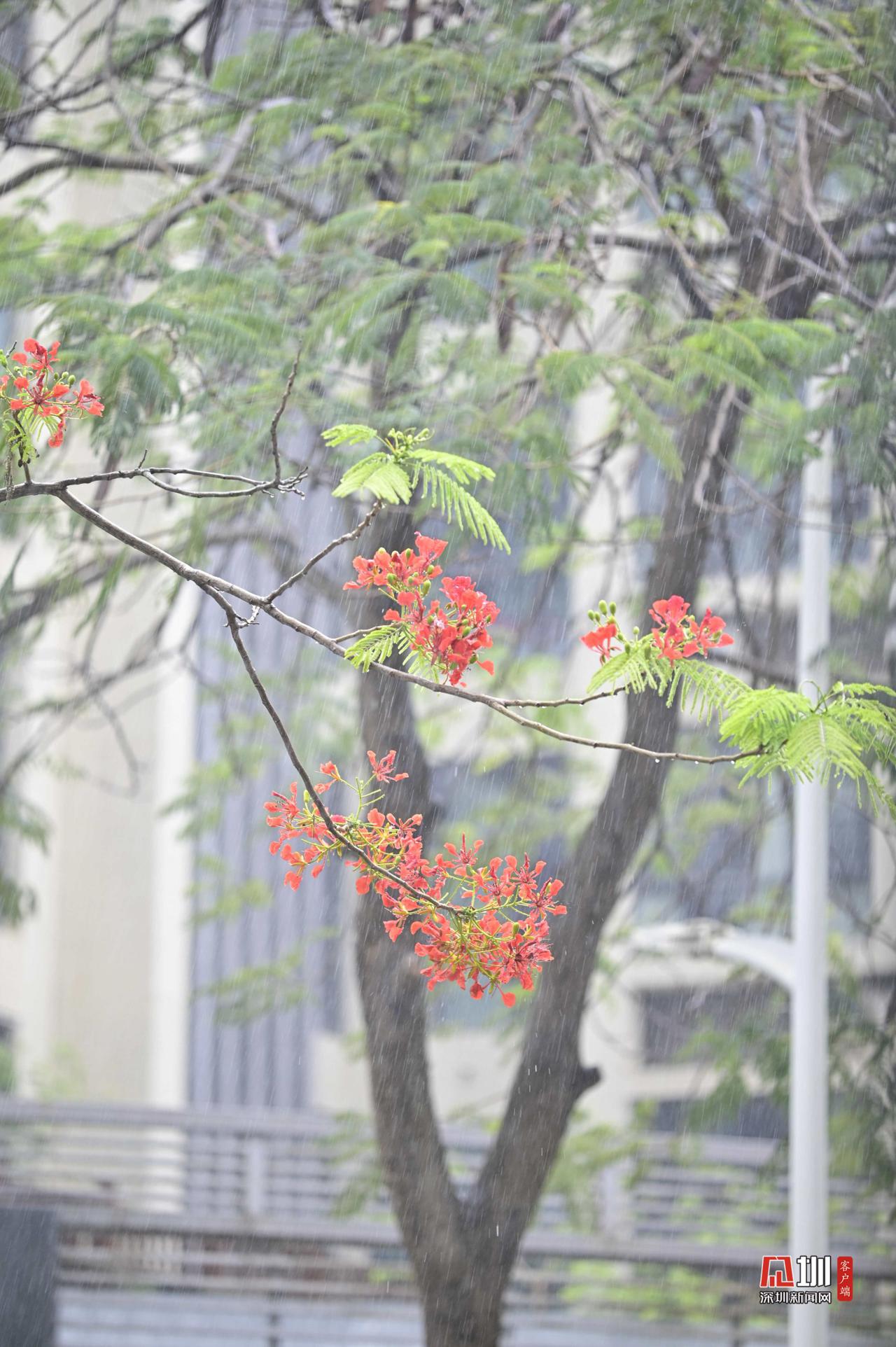 什么的凤凰花（什么的凤凰花开了傣族人民什么的泼水节又到了）-第10张图片-欧交易所