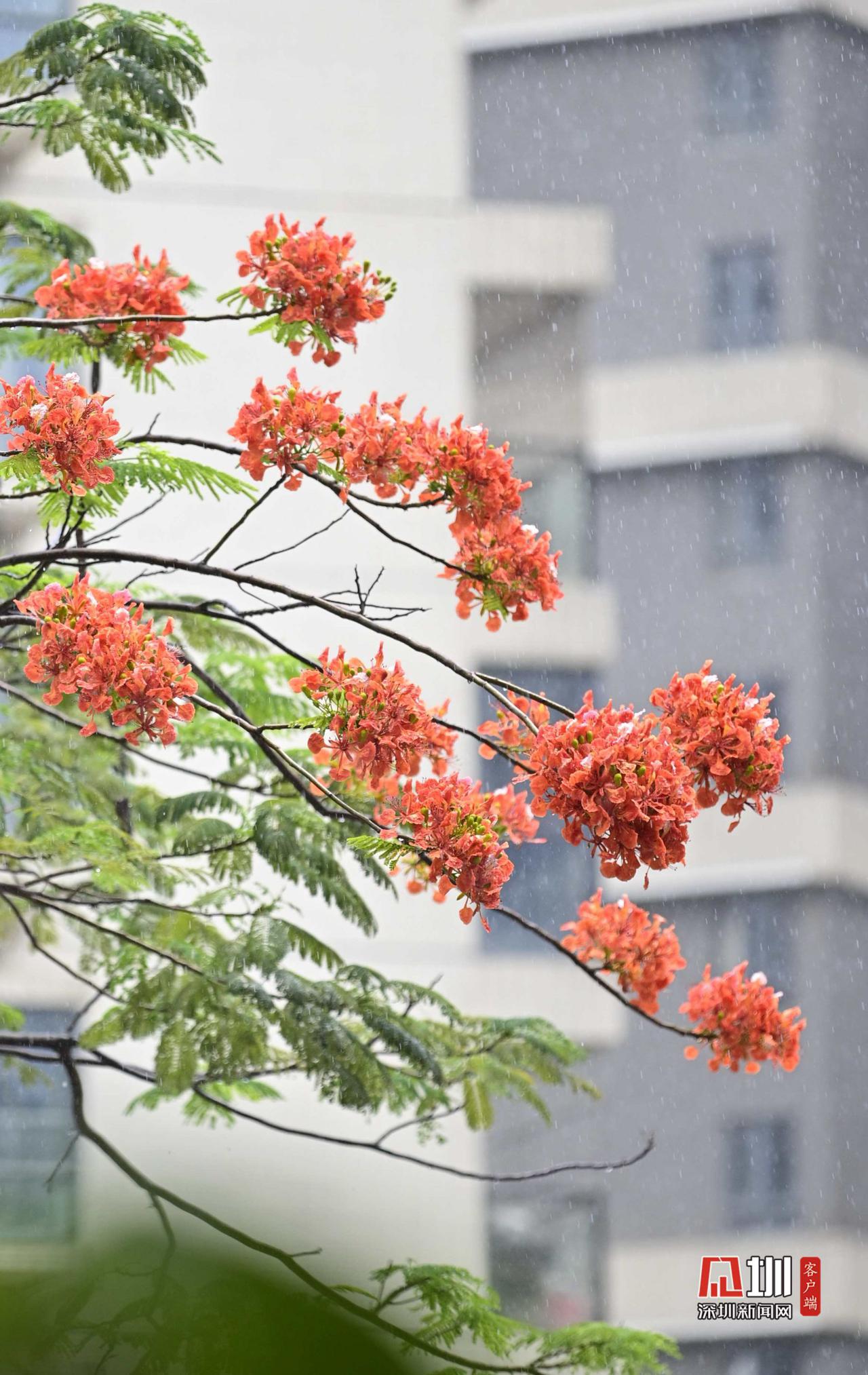 什么的凤凰花（什么的凤凰花开了傣族人民什么的泼水节又到了）-第11张图片-欧交易所