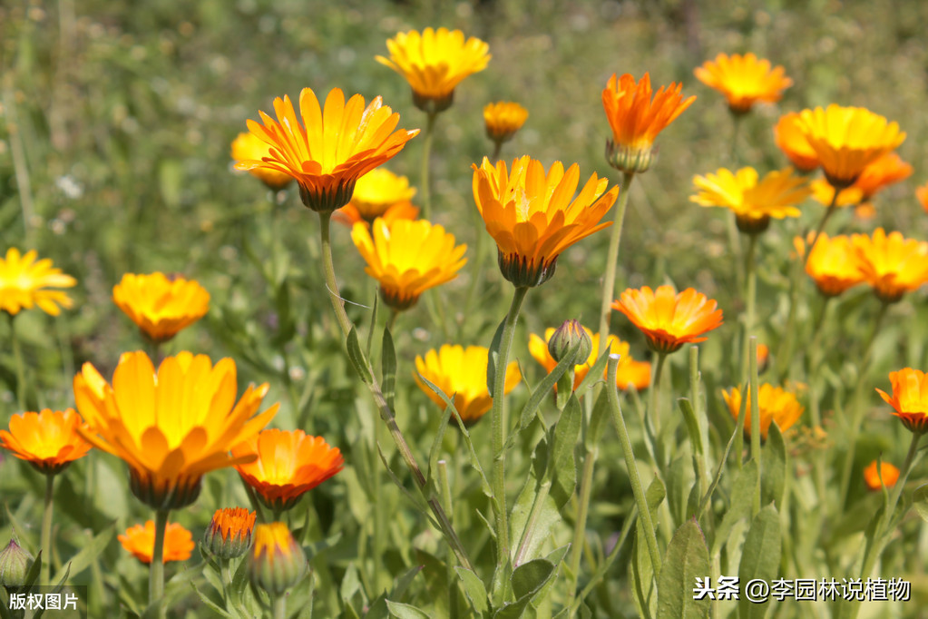 金盏菊花语（金盏菊花语请爱我）-第6张图片-尚力财经